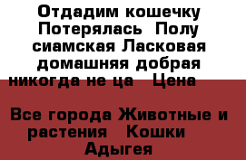 Отдадим кошечку.Потерялась. Полу сиамская.Ласковая,домашняя,добрая,никогда не ца › Цена ­ 1 - Все города Животные и растения » Кошки   . Адыгея респ.,Майкоп г.